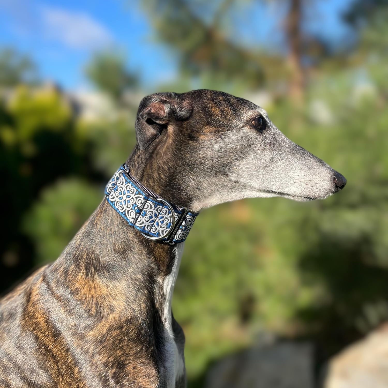 SGang Martingale Dog Collar for Greyhound Saluki Whippet and Other Breeds with Similar Neck 2'' Wide (XL 17”-22”), Blue