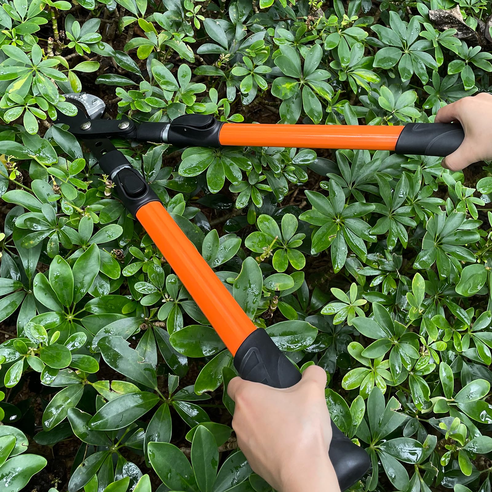 Coupe Branche Télescopique, 65 cm Sécateur avec Lames Revêtement Antiadhésif en Acier, Sécateur à Crémaillère Cisaille, Robuste Poignée pour la Coupe de Bois Vert, Couper Les Fleurs
