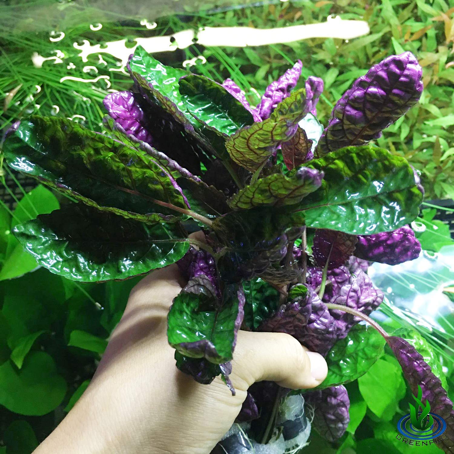 Hemigraphis Colorata Aquarium