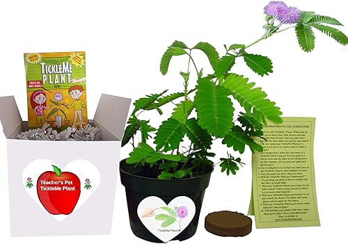 Regalos para profesores - Muestra aprecio - Pet TickleMe Plant - Cultiva la planta del aula que cierra sus hojas y baja sus ramas cuando la