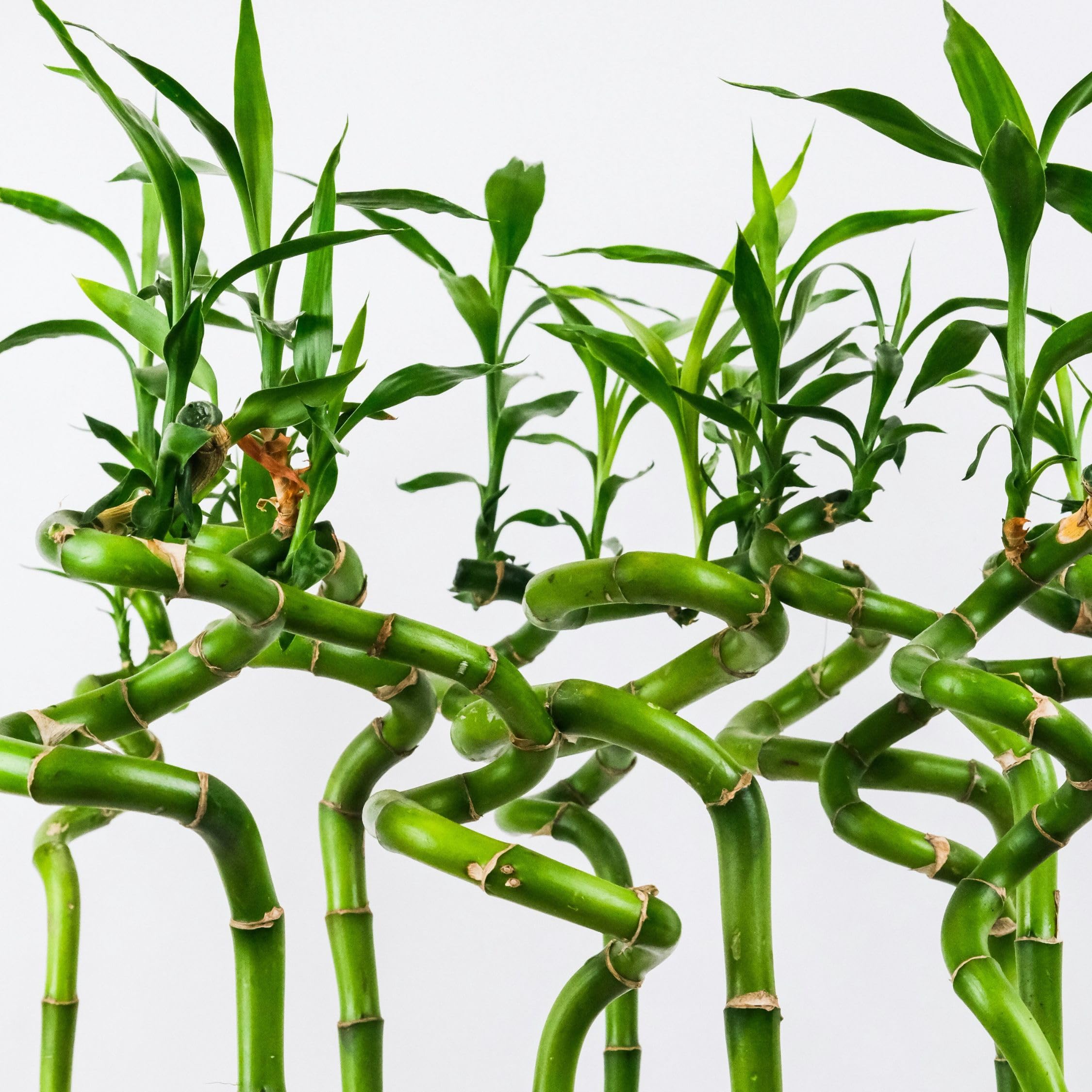 Plant in a Box - Dracaena sanderiana - Set de 12 - Lucky Bamboo - Plante de bambou porte-bonheur véritable - Hauteur 40-50cm