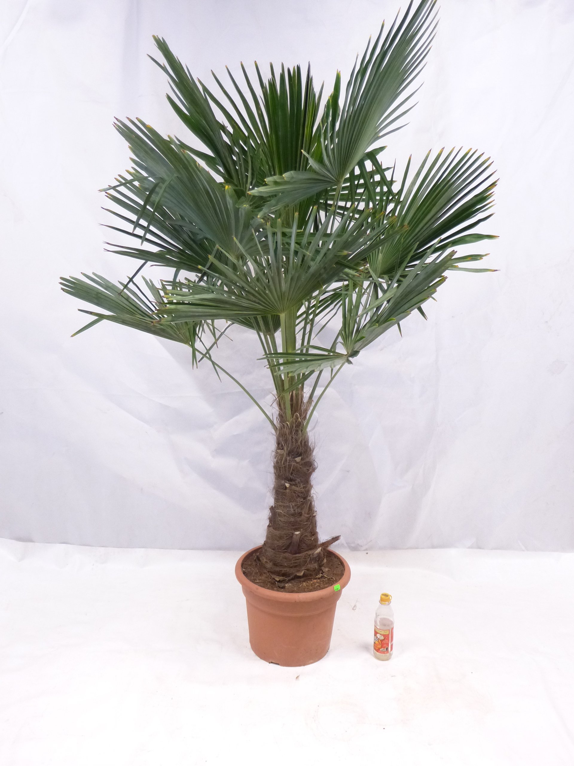 XXL Winterharte Palme XXL Stamm 40-50 cm - Trachycarpus fortunei "Chinesische Hanfpalme" 160-170 cm