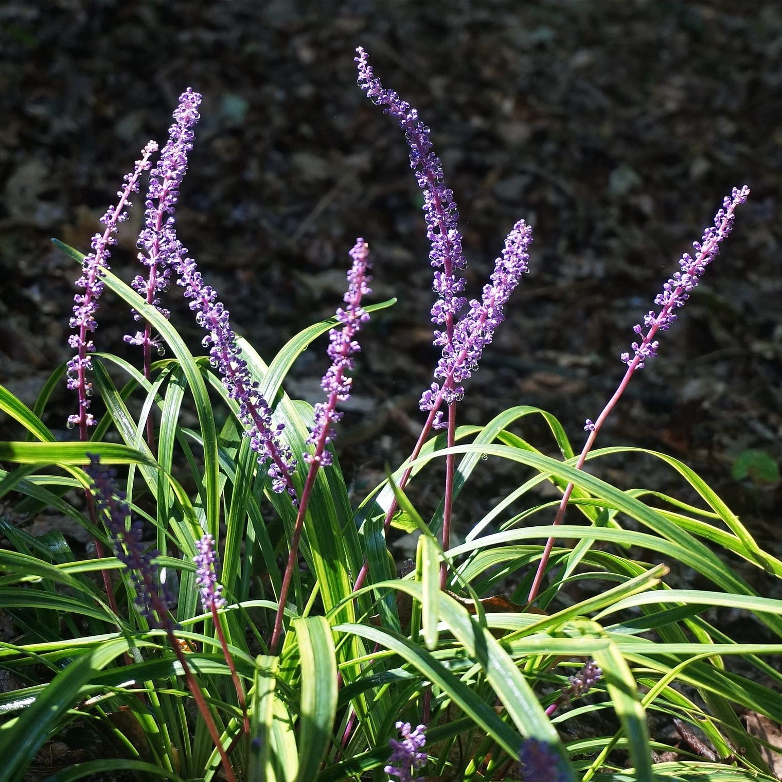 12 unità Liriope Muscari 'Variegata' - Liriope Muscari 'Variegata' Vaso 9x9cm ±1 m² - Pianta con Fiori Viola e Foglie Variegate