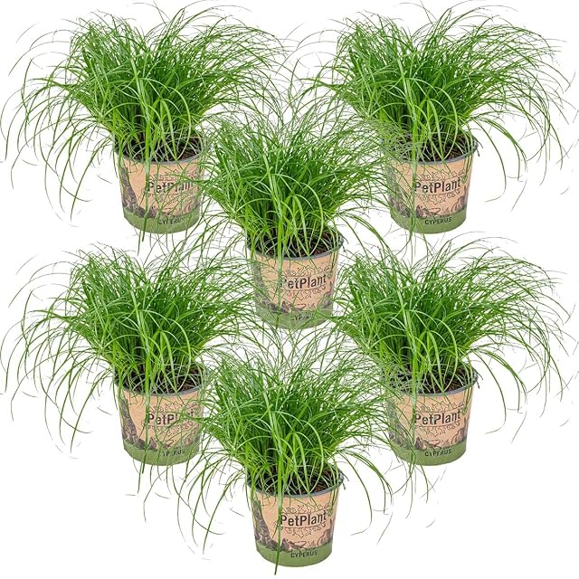 Bloomique - Set de 6 - Cyperus ‘Zumula’ - Hierba para gatos - Plantas de interior - Apta para mascotas