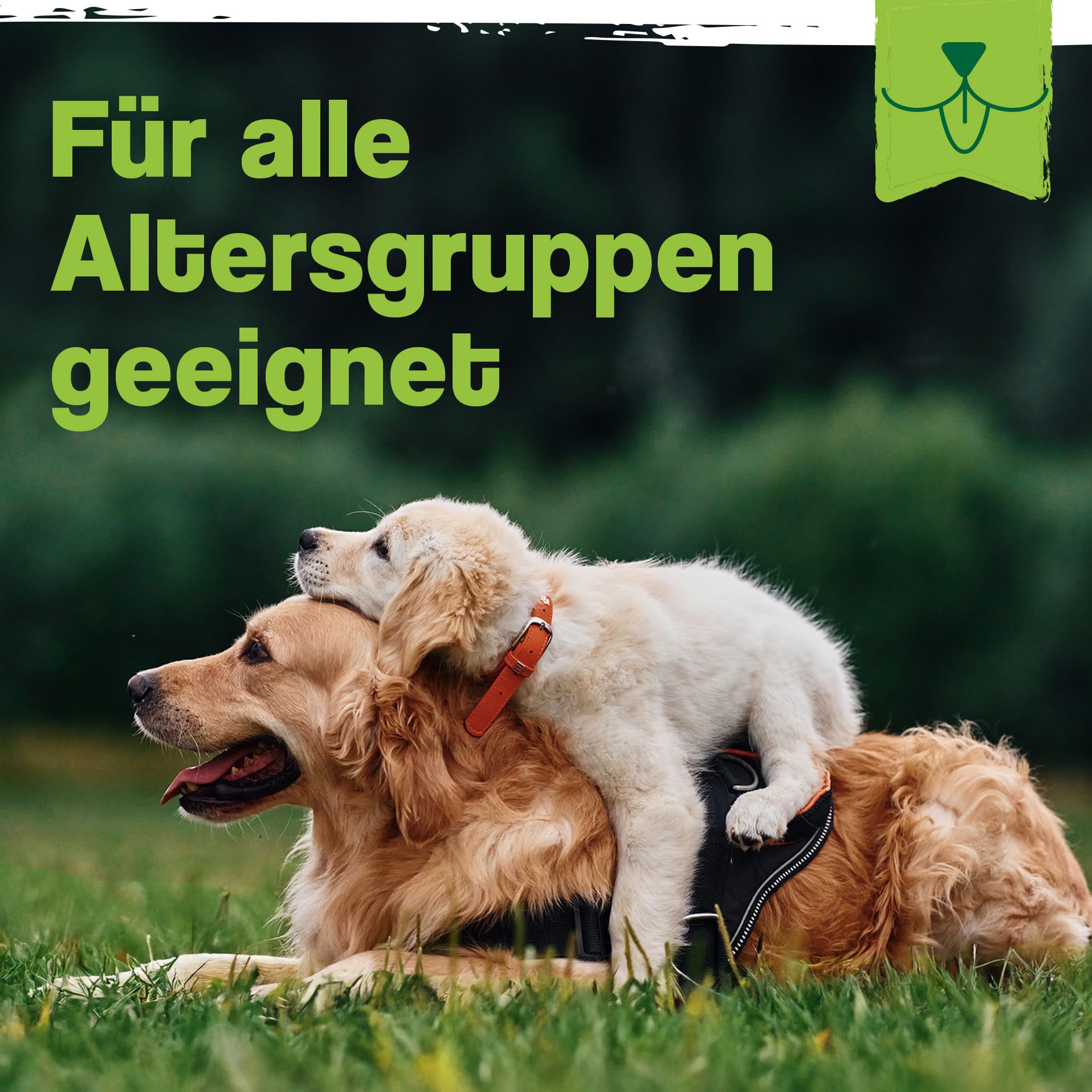 Ida Plus Darmbiotic – Probiotika zur Darmsanierung für den Hund - Darmflora aufbauen nach Durchfall - gesunde aktive Darmbakterien – Immunsystem – Regulierung Verdauung – 120 Tabletten