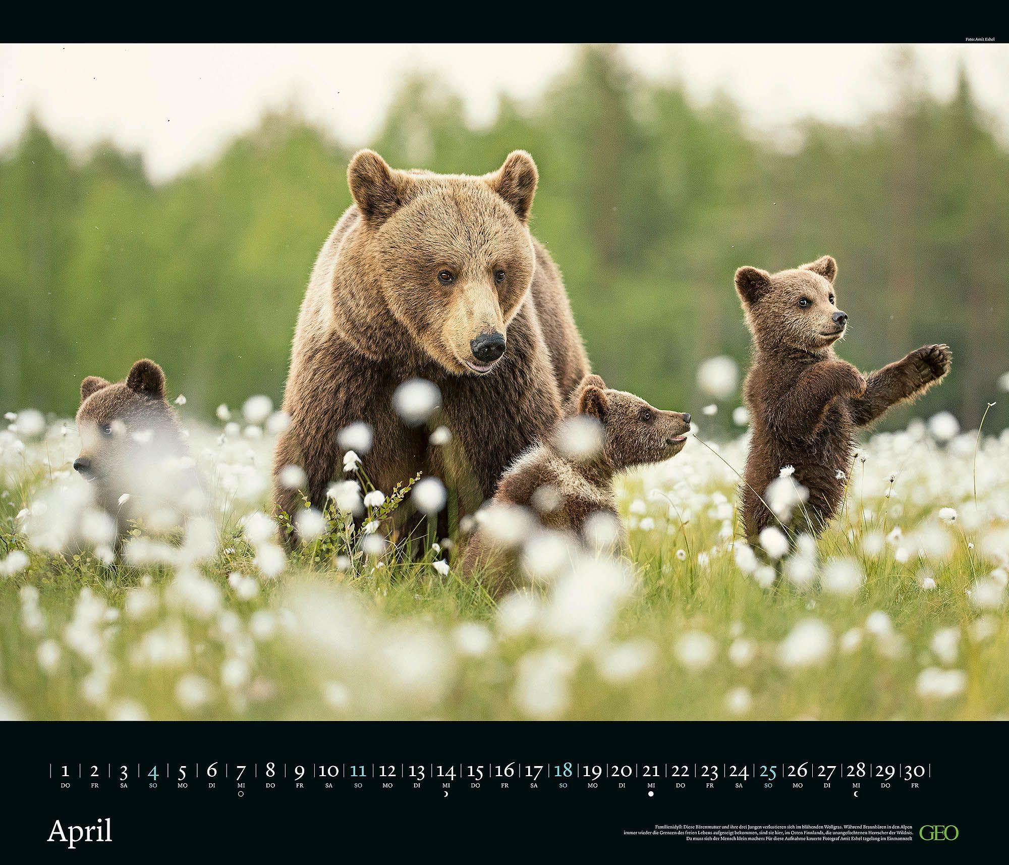 GEO Edition Tierwelten 2027 Wandkalender 70x60 cm mit 12 Tierfotografien, deutschem Kalendarium, Spiralbindung