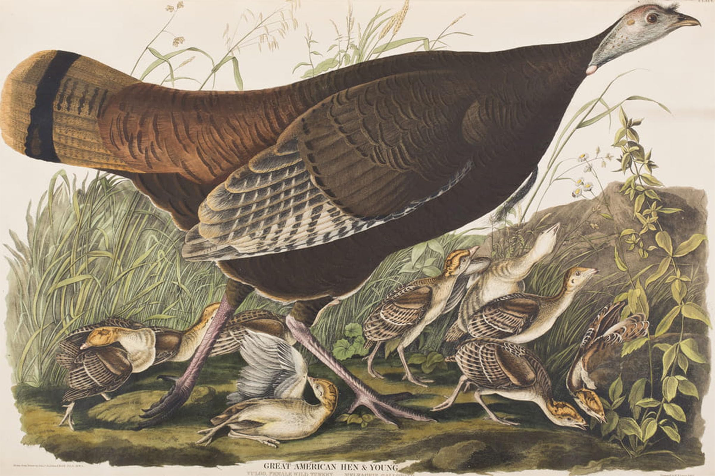 POSTERIIk Famous Print Pop Art Wall Art Graffiti Illustration From birds of America by John Jamess Audubon Art Prints for Home Decor 60x90cm