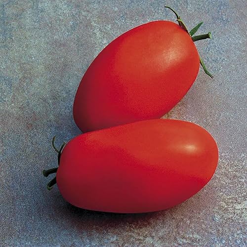 Miniatura 6 de Park Seed Variedad de semillas de tomate, plantación de verduras, fácil de cultivar, sin OMG, perfectas para cosechar, híbrido Celebrity Plus,