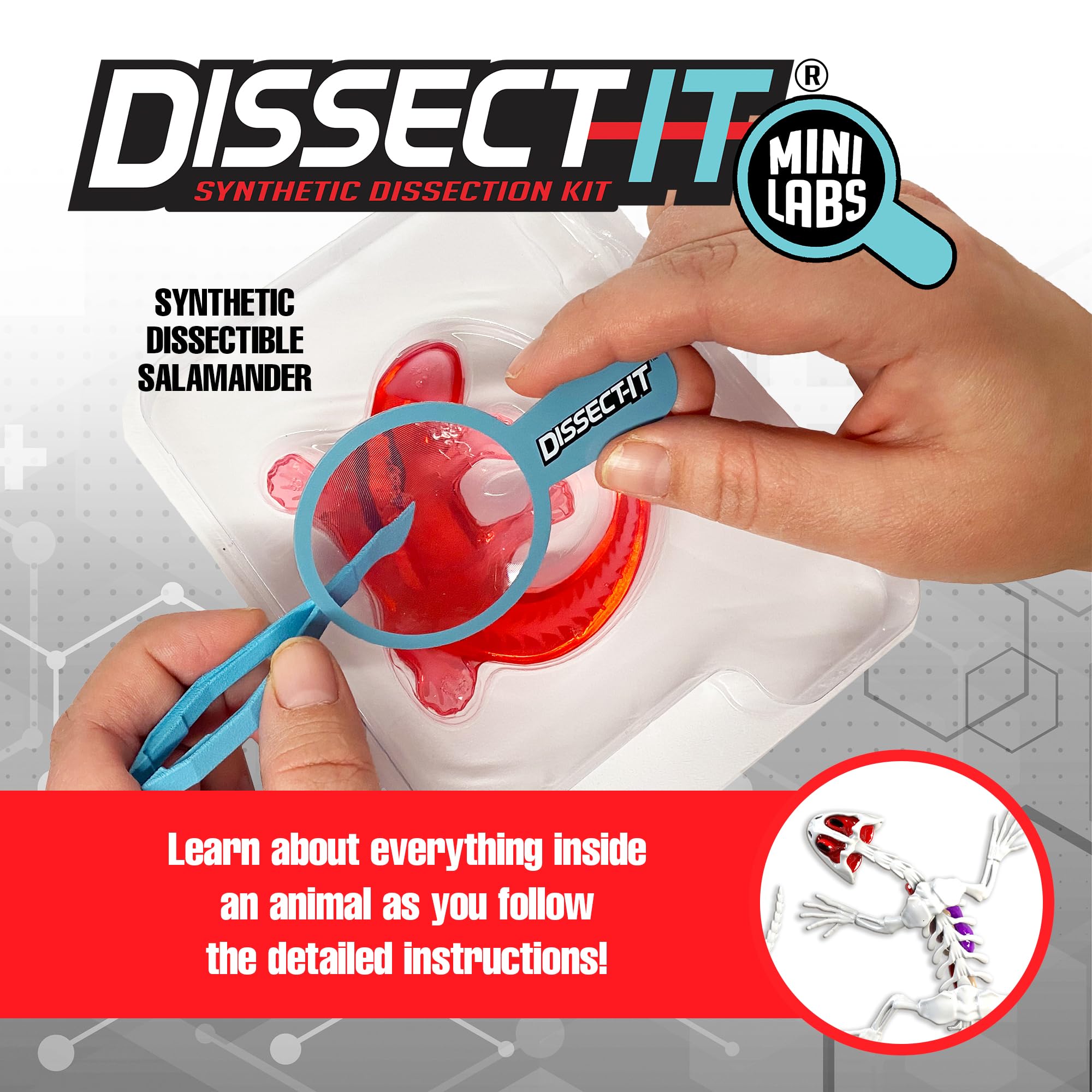 Amazon.com: Top Secret Toys Dissect-It Mini Labs Salamander