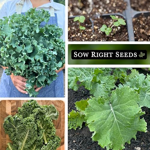 Miniatura 4 de Sow Right Seeds - Semilla de col rizada mejorada siberiana enana para plantar - Paquete de reliquia sin OMG con instrucciones para plantar un huerto