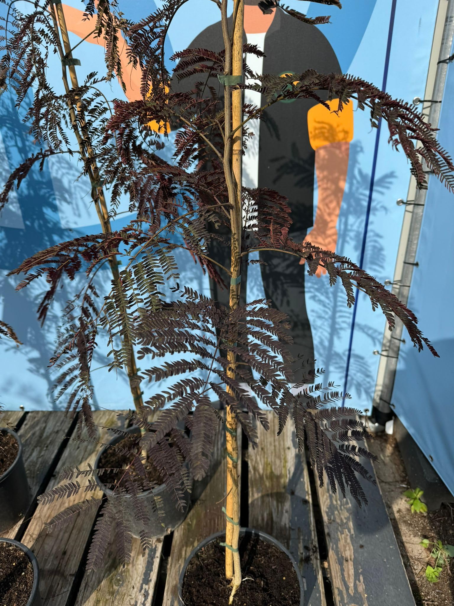 Sunnytree - Schlafbaum - Albizia Julibrissin 'Summer Chocolate' - Winterharter Baum - Rosa Blüte - 160cm - Seidenakazie