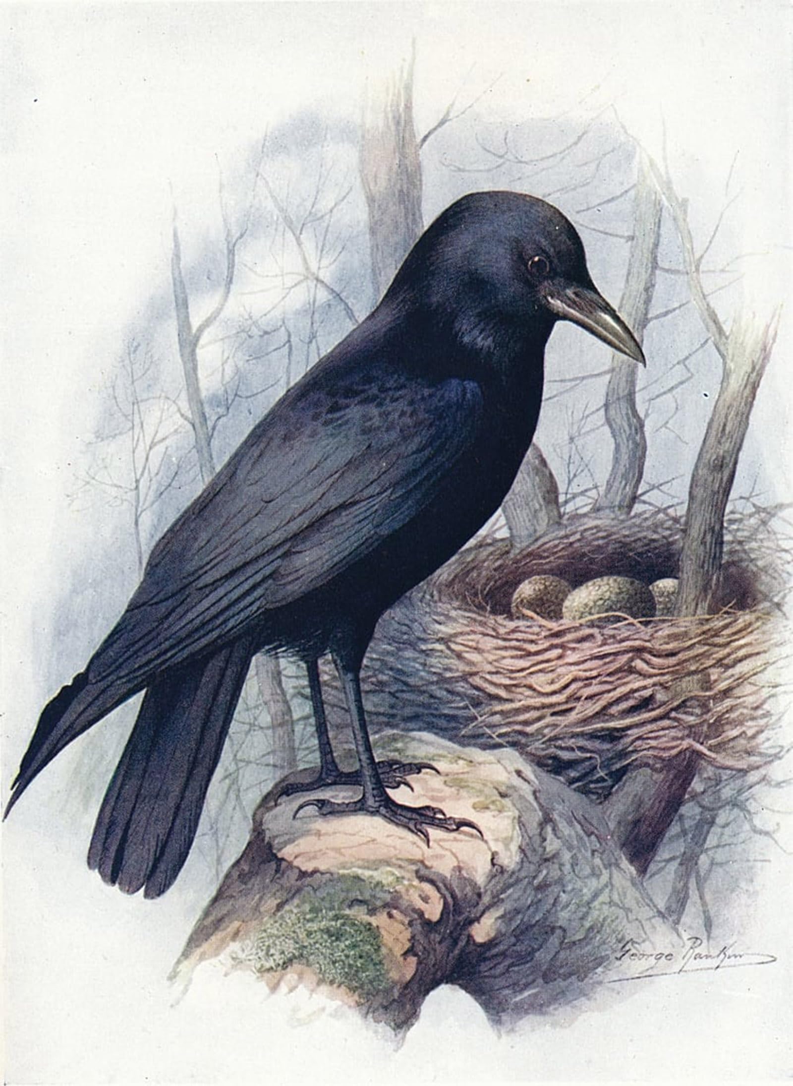 POSTERIIk Famous Modern Artwork Art Mural Carrion-crow Corvus Corone by George Rankin Oil Paintings Pictures for Home Decor 60x90cm