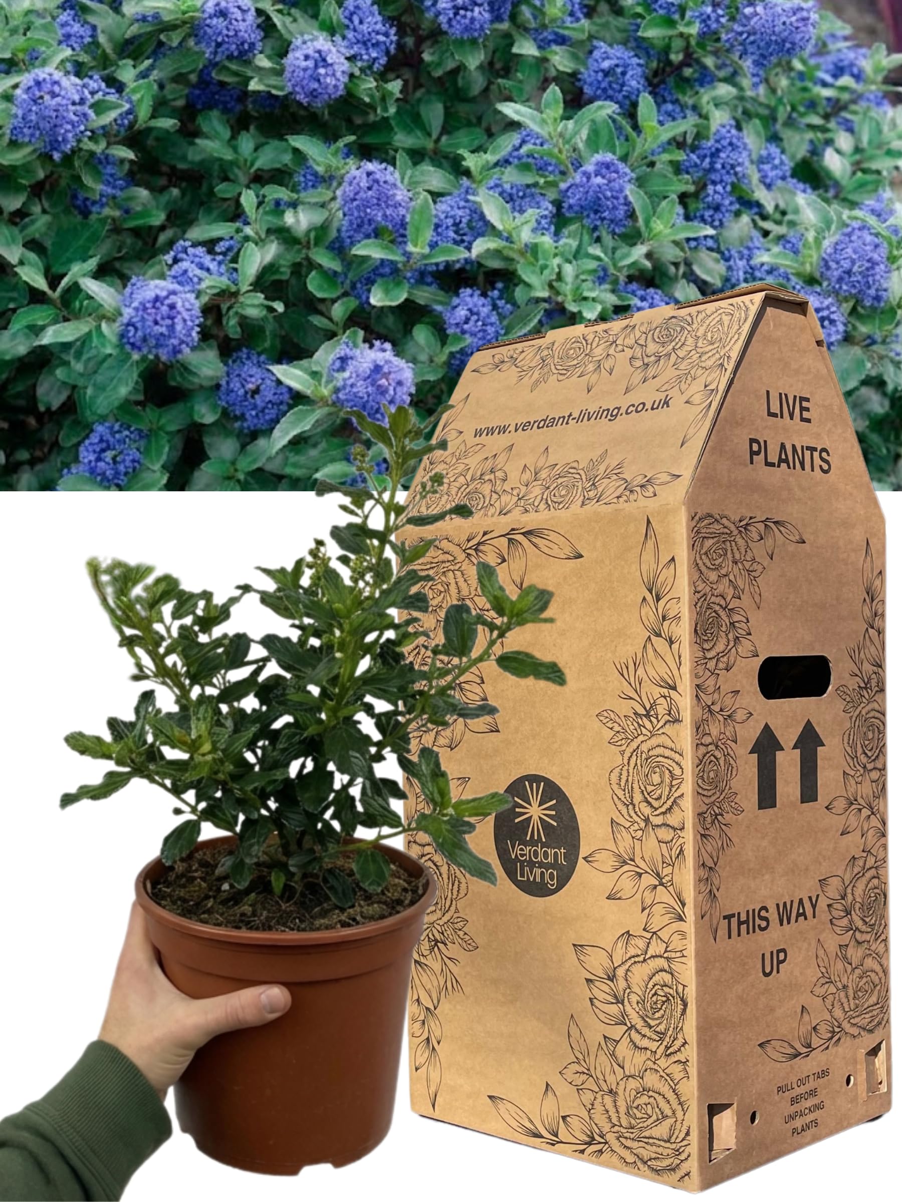 Ceanothus Blue Mound - Evergreen Californian Lilac Shrub with Bright Blue Spring Flowers. 1x Easy to Grow Outdoor Garden Ready Plant. Large 2L Rootball Grown in Peat-Reduced Compost — image 1