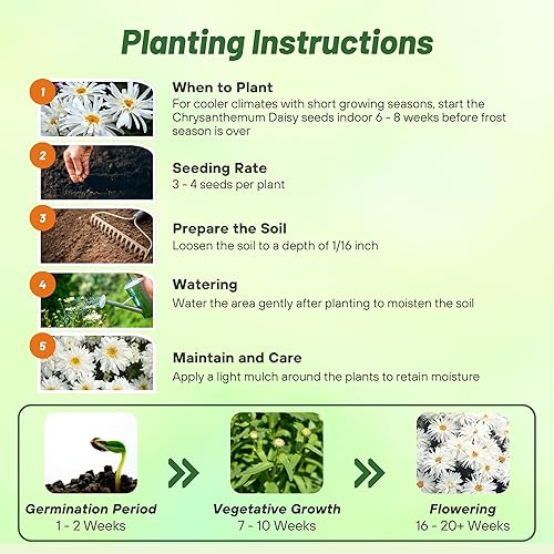 Miniatura 4 de Outsidepride Shasta Crazy Daisy - Semillas de crisantemo  200 unidades. Semillas de flores perennes, tolerantes a la sequía para plantar en jardines