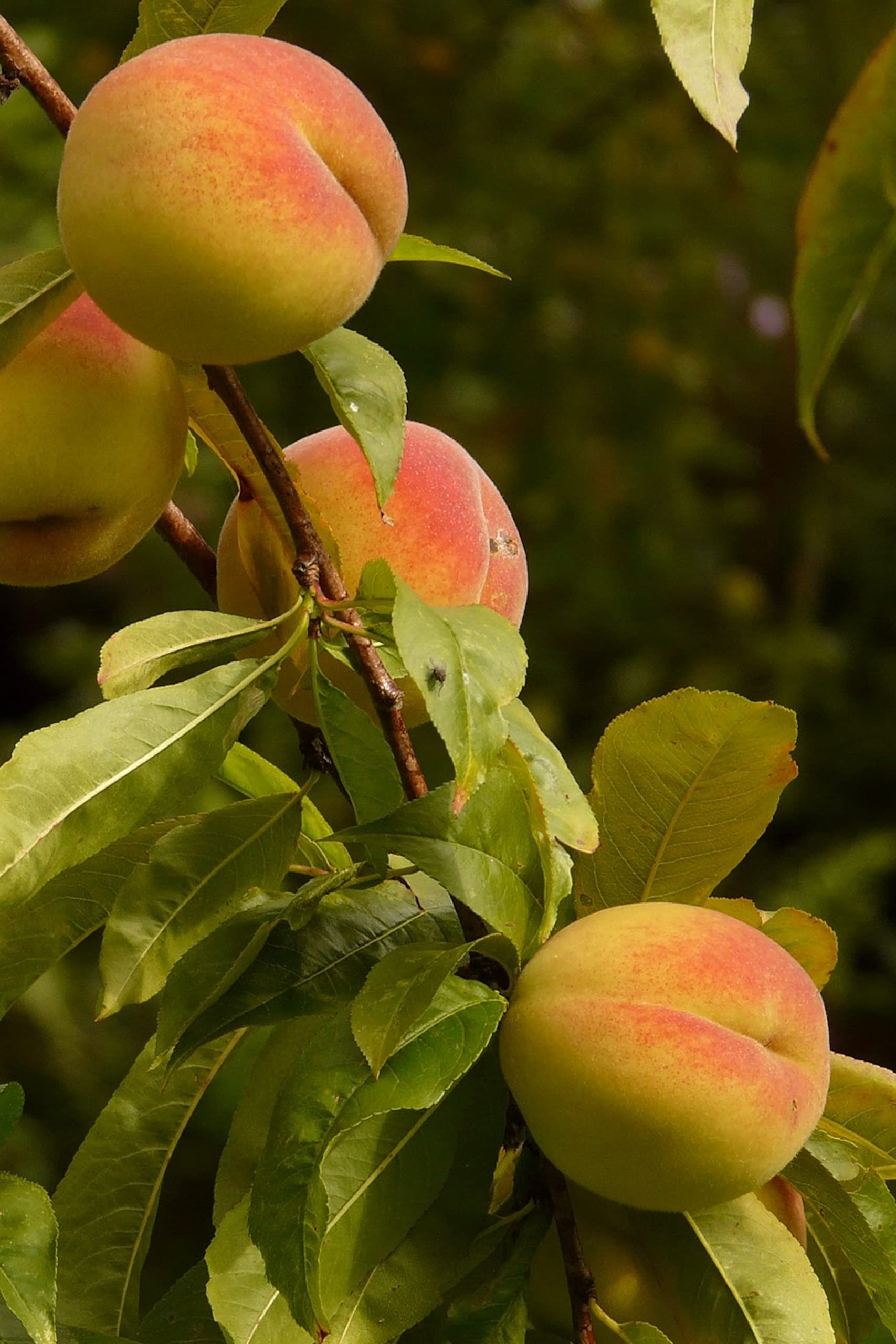 pianta di Percoca albero di percoco varietà Andross Età 2 anni già innestato pianta da frutto di percoca in vaso pianta vera di percoche venduta da eGarden.store