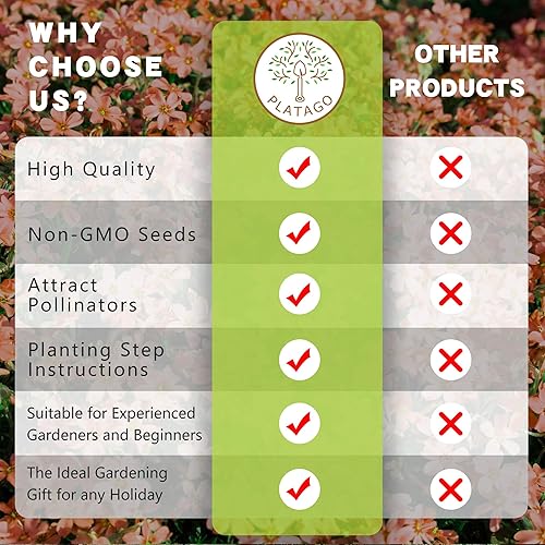 Miniatura 3 de Semillas de tomillo rastrero naranja Planta de cobertura del suelo sin OMG Perenne Cubierta del suelo Semillas de flor de tomillo Plantación de