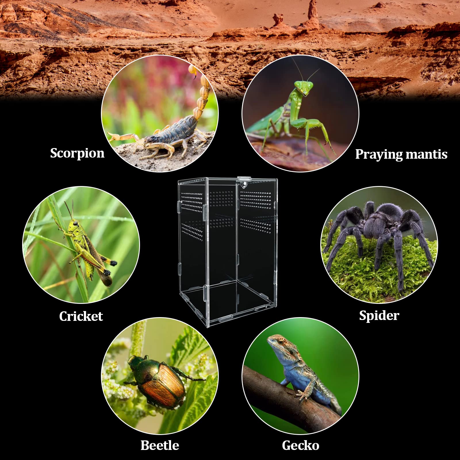 Boîte d'alimentation D'insectes,(12*12*20cm)Boîte d'alimentation en Acrylique avec Trous d'air, Habitat de Reptile, Boîte D'élevage De Reptiles pour lézard, araignée, grenouille cornue, coléoptère.