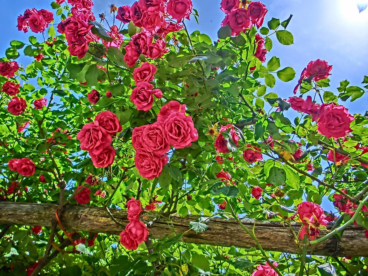"Mediterrano Rosendünger – Premium-Nährstoffe für kräftige, farbintensive Blüten & gesunde Rosen!" 10 Kg