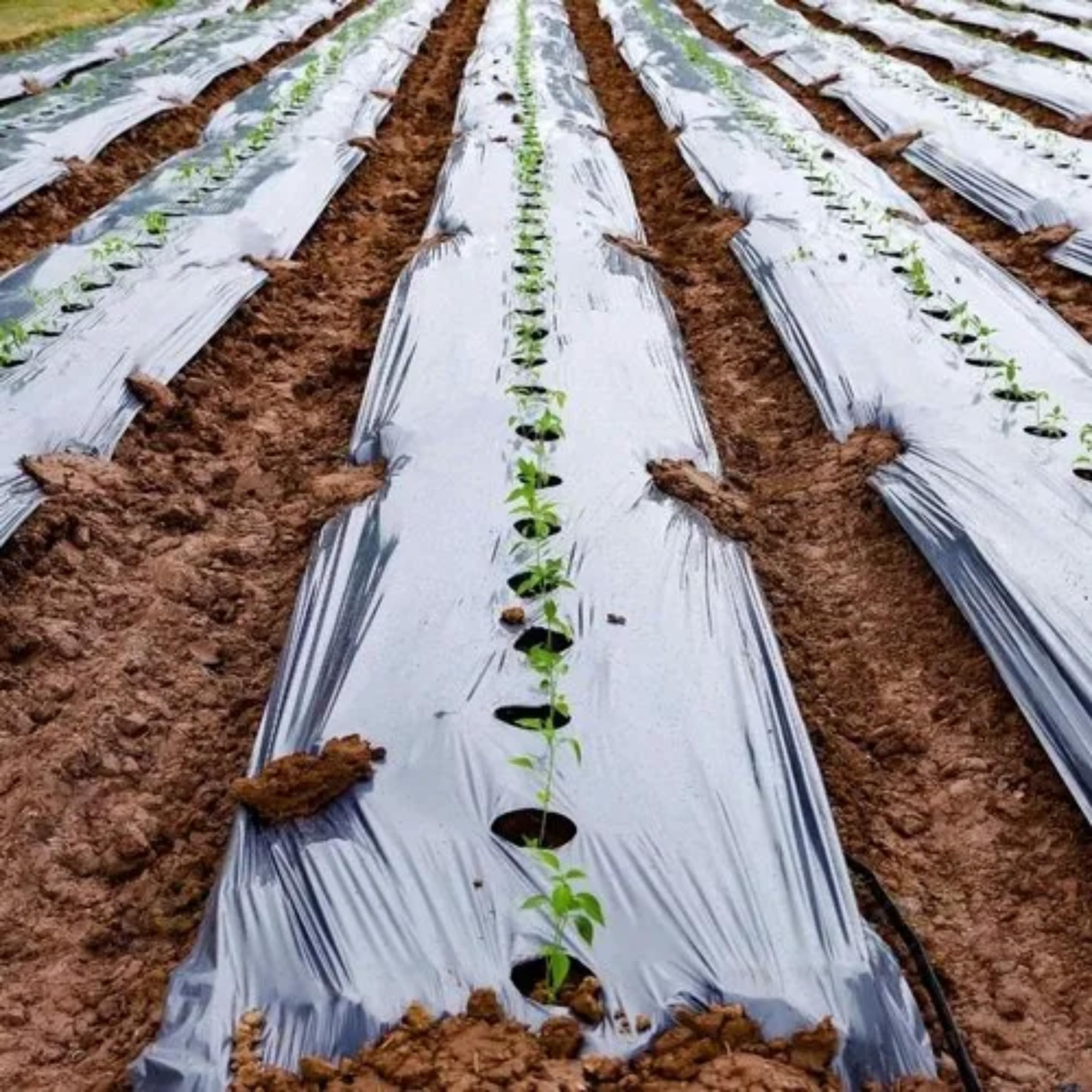 PRUTHAA Central Hole Mulching Roll | 3.25 Feet Width | 400 Meter Length | 1.25 Feet Hole Spacing | Silver Black | Suitable for All Crops [25 Micron]-image-41