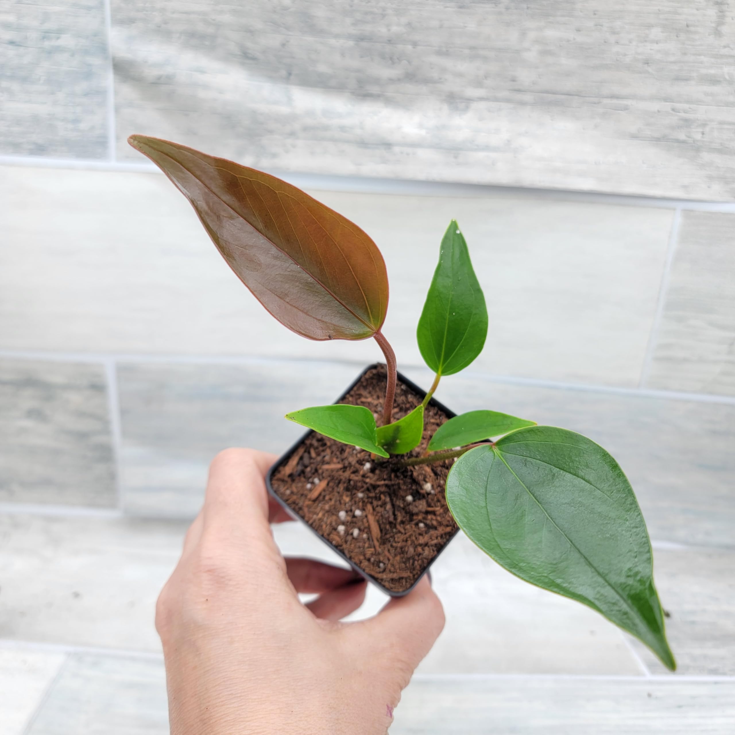 well draining potting mix Potting Soil Mix For Any Plants That Require Well Drained Soil main image 1