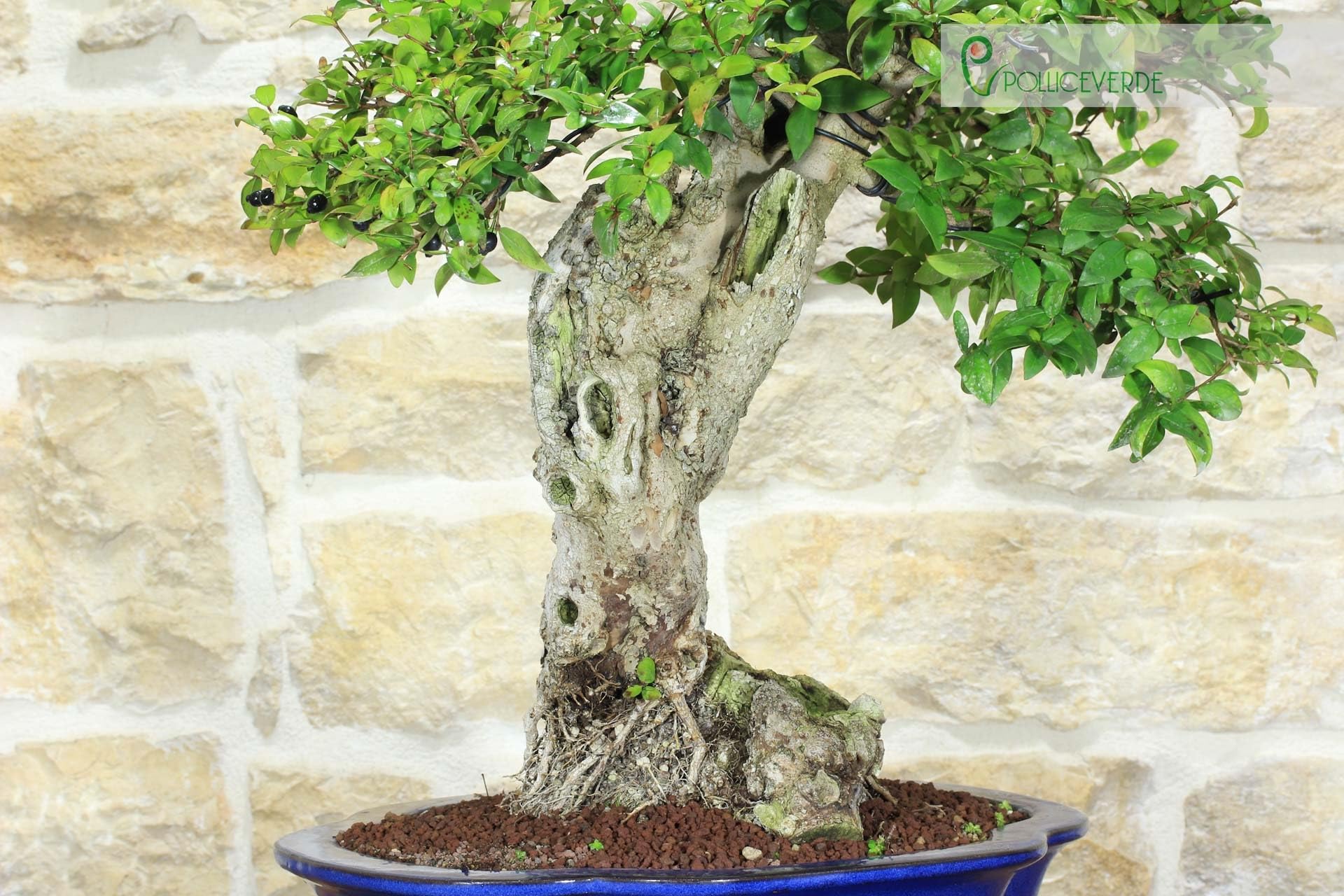 Bonsai di Mirto Pumila (35)