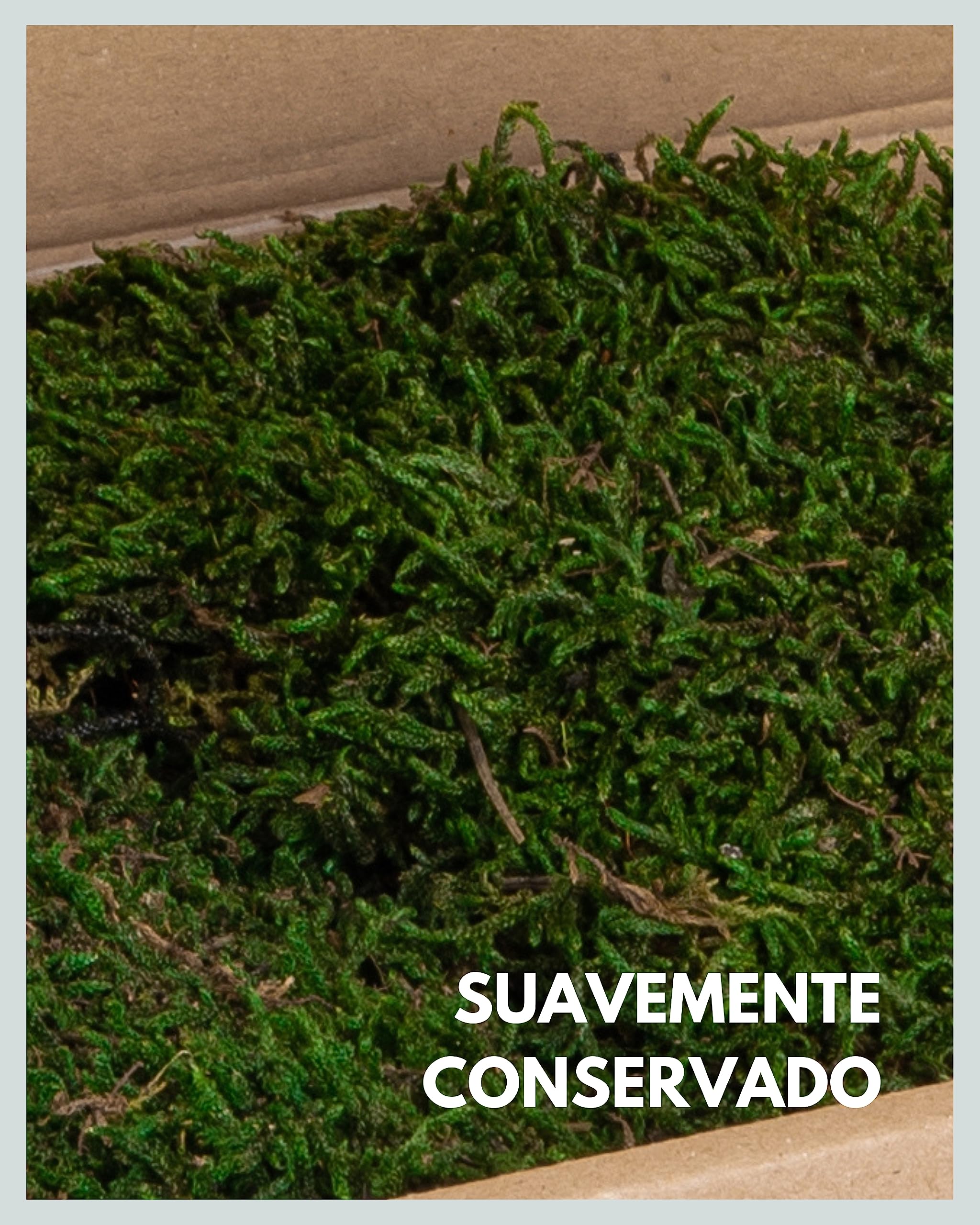 Mia Milano Hoja de Musgo Preservado para Artesanía | Deco de Musgo Natural Duradero para Cuadros de Musgo | Musgo Plano Reutilizable