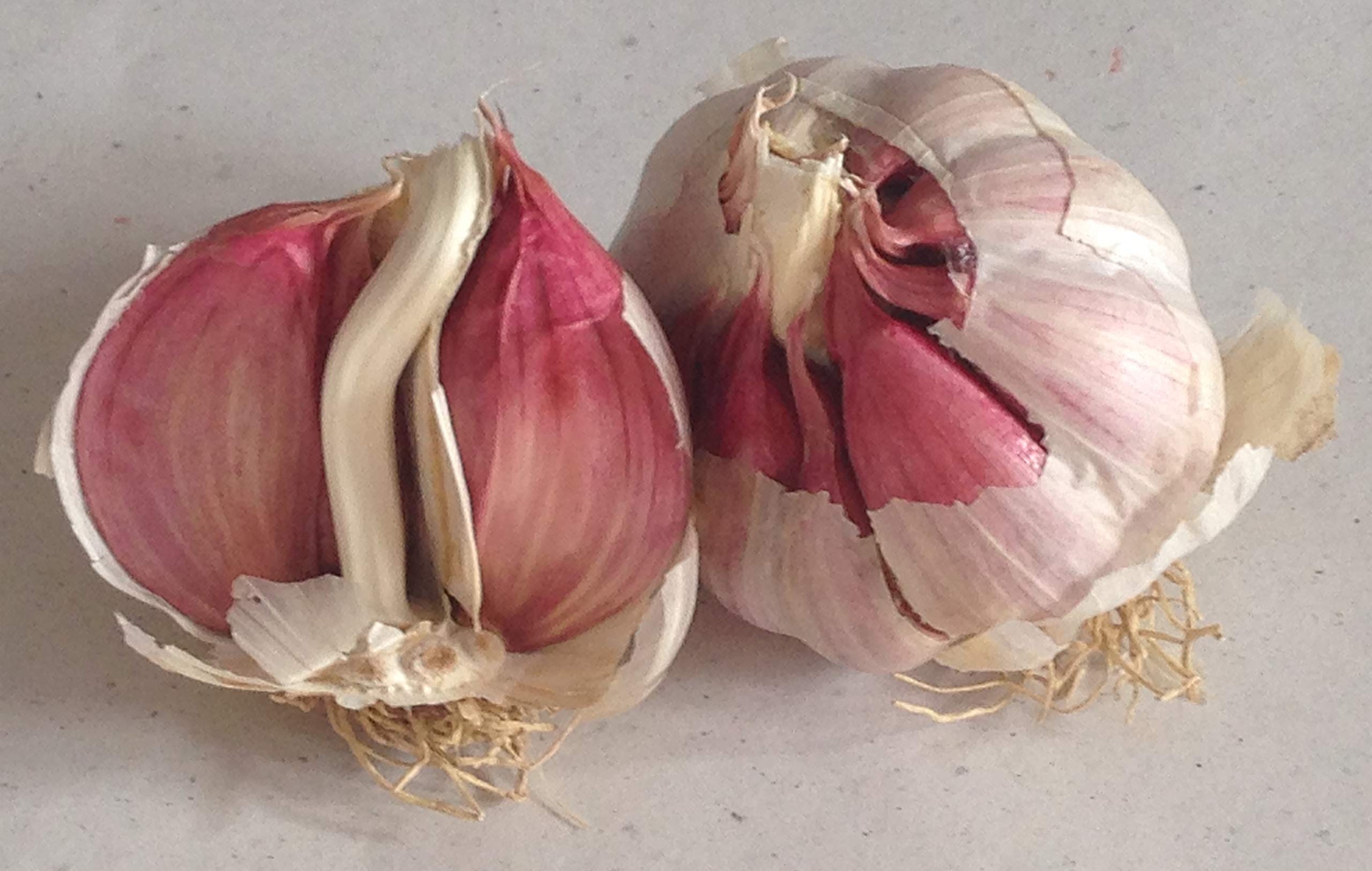 Aglio Rosso di Proceno - n. 2 trecce con 10 teste grandi (2x10TG) - 1^ class. Italia
