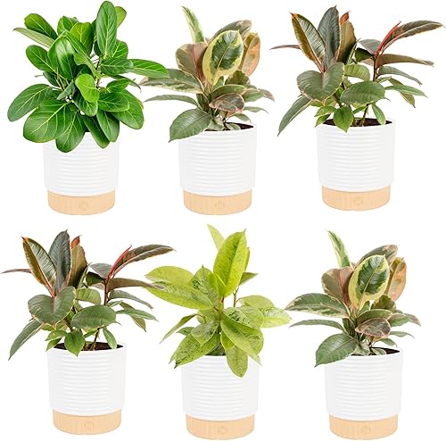 Miniatura 23 de Costa Farms Higuera de hoja de violín pequeña, ficus lyrata, planta viva de interior en maceta de vivero ideal para inauguración de la casa, regalo