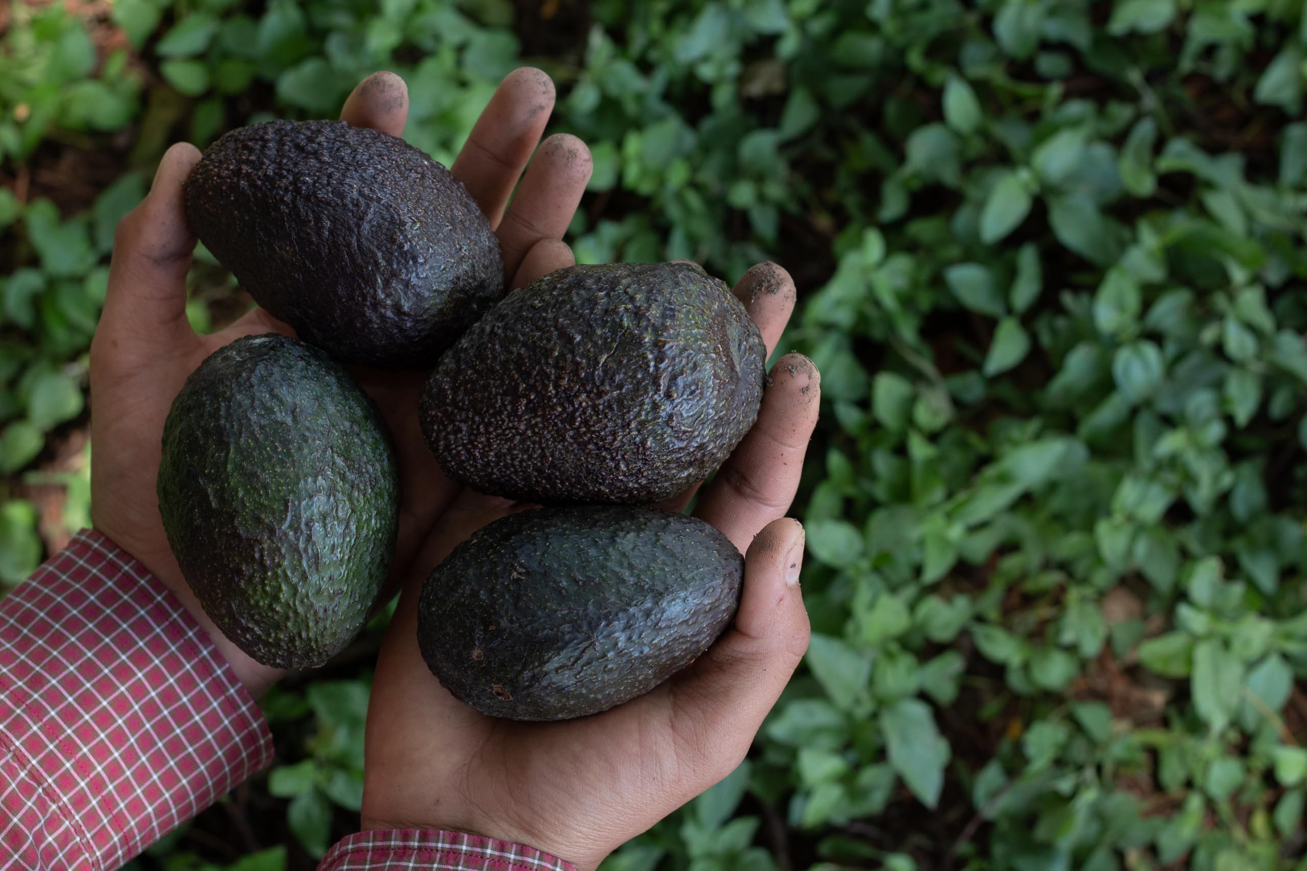CHOSA Bio Avocadoöl Kaltgepresst Nativ 1 liter - Avocado Öl 100% Reines ohne Zusatzstoffe - Avocado Oil Für Gesicht, Haare, Körper, Haut, Nägel, Kosmetik - 1l, 1000 ml