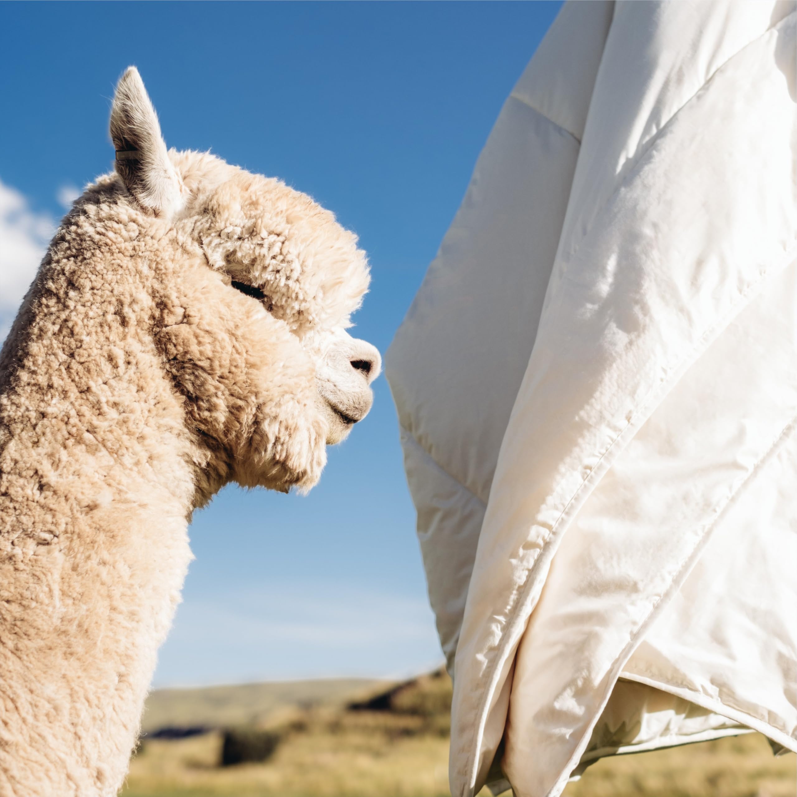 Hansa-Farm Trapunta biologica Baby Alpaka, 135 x 200 cm (imbottitura 1.400 g), extra calda, ideale per l'inverno, traspirante e termoregolante