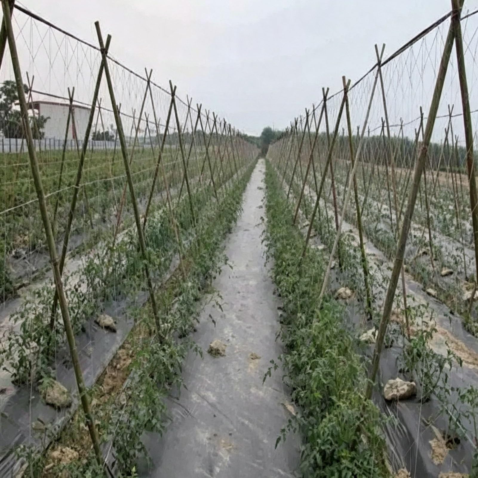 Malla de Enrejado para Plantas, Malla Soporte para Plantas de Jardín HDPE