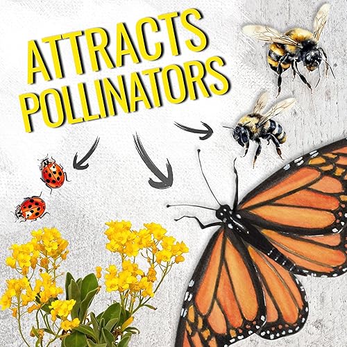 Miniatura 4 de Seed Needs Alyssum Semillas para plantar cesta de oro, flores anuales de reliquia para atraer polinizadores, mariposas y abejas a jardines de rocas