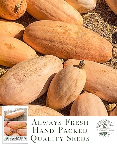 Miniatura 4 de Semillas de calabaza de plátano rosa, más de 15 semillas tradicionales por paquete, semillas de jardín de Isla (semillas de jardín de Isla),