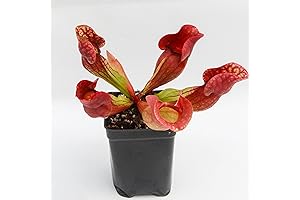 Surracenia Purpurea: An Extraordinary Carnivorous Plant