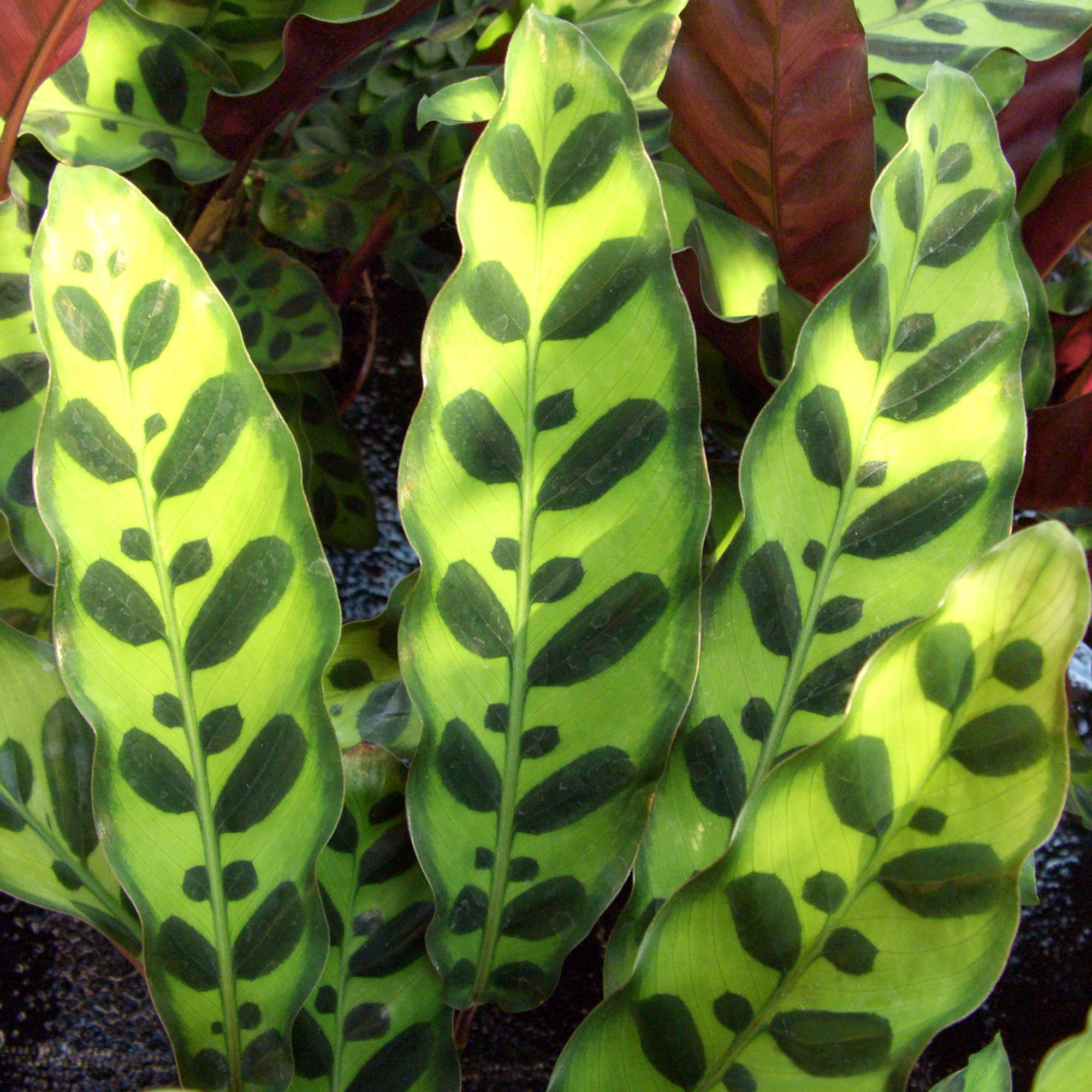 Beliebte Calathea Lancifolia Korbmarante Zimmerpflanze Geschenk zu Kaufen  40-50 cm mit Topf : Amazon.de: Garten