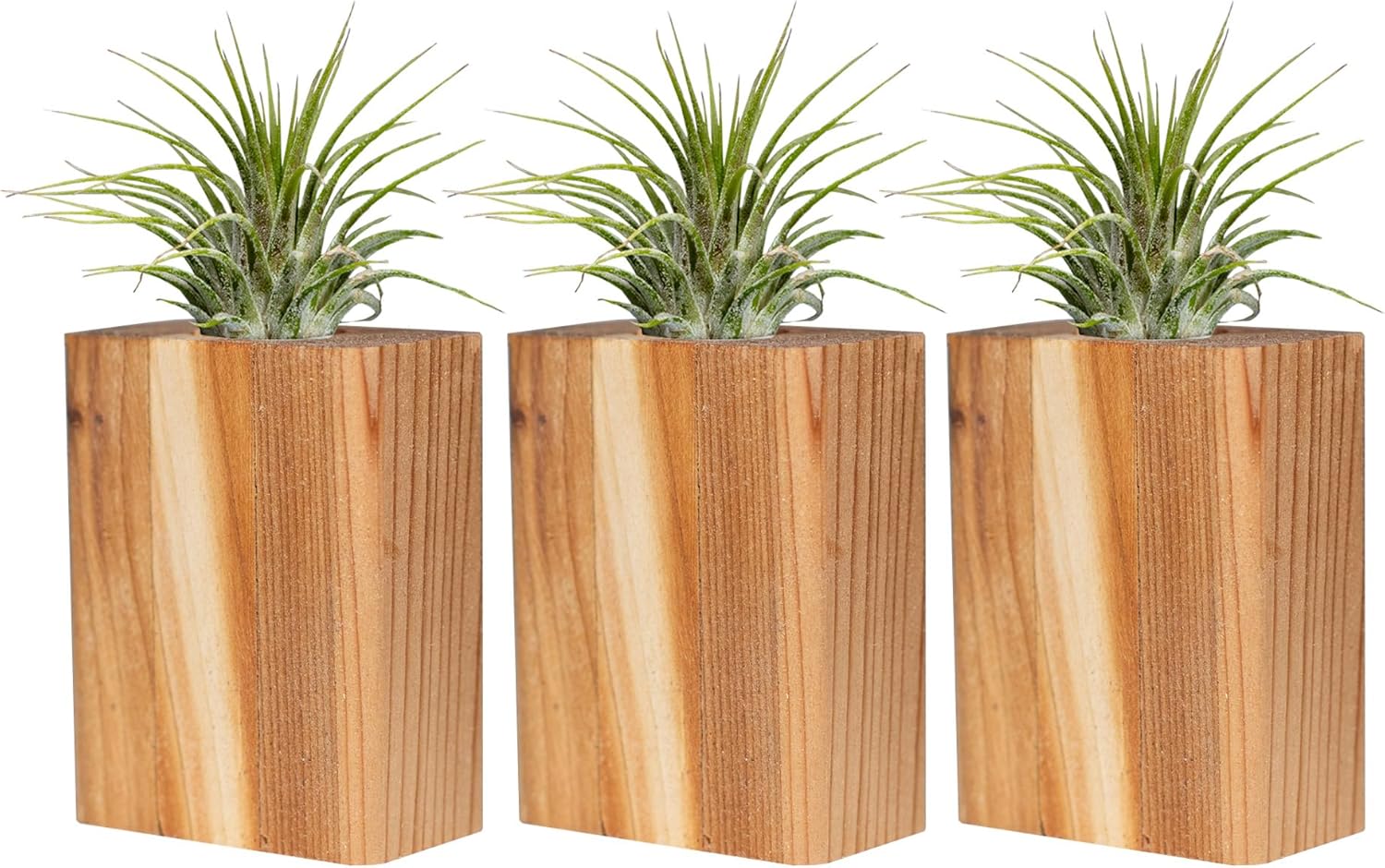 3 Tillandsia Live Air Plants & Inlaid Planter with Suction Cups for Window, Mirrors, Fridge and Velcro for Almost All Other Surfaces. Color Options to Fit Any Decor.