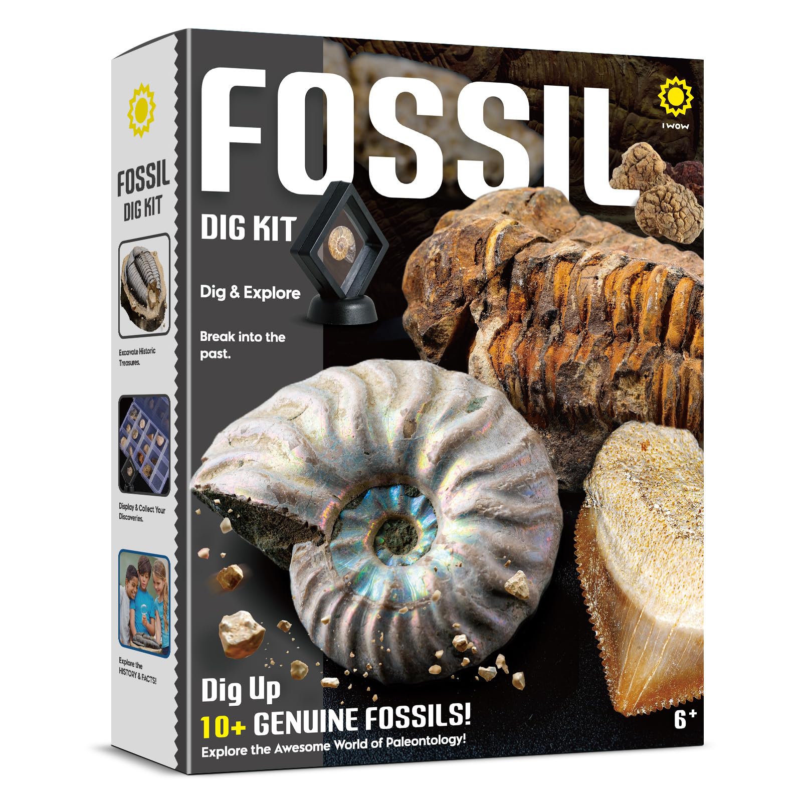 Byncceh Kit Scavo Fossili Bambini con 12 Fossili Veri – Gioco Scientifico STEM Educativo con Martello & Scalpello – Set Paleontologia Bambini 6-12 Anni – Regalo Didattico Senza Schermo