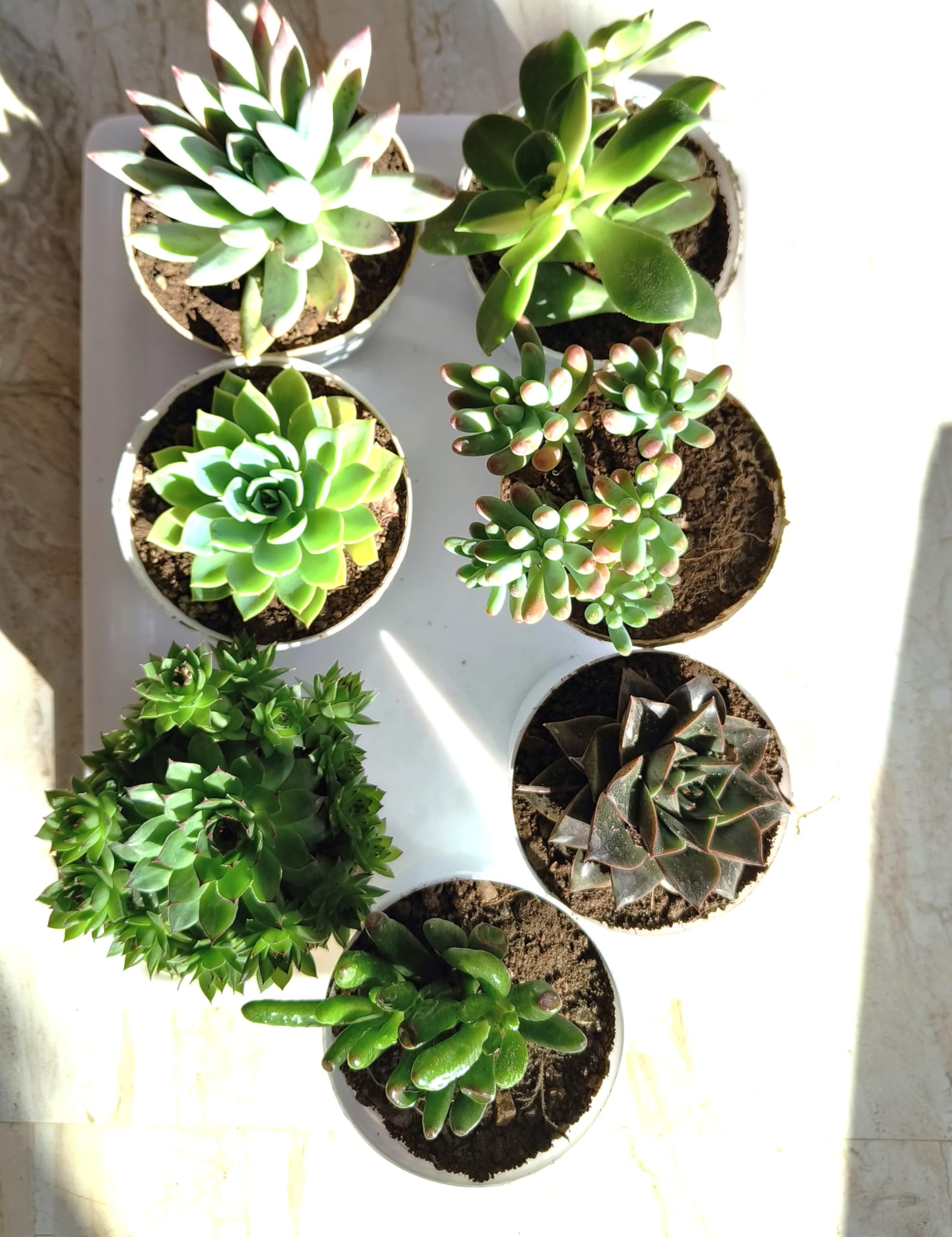 Farm Storey Assorted succulent set of 7(Bare rooted), Any 7 live succulent plant combo, (B0CPVBW2Q1) Amazon Price History, Amazon Price Tracker