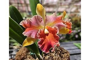 RLC. Amazing Thailand 'Rainbow' Fragrant Cattleya Orchid