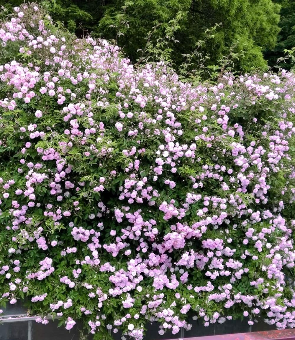 BALDUR Garten 1x Rambler-Rose 'Paul's Himalayan Musk Rambler', Pflanze wurzelballiert, Kletterrose, Schlingrose, winterhart, mehrjährige Kletterpflanze, blühend, Rosa Hybride