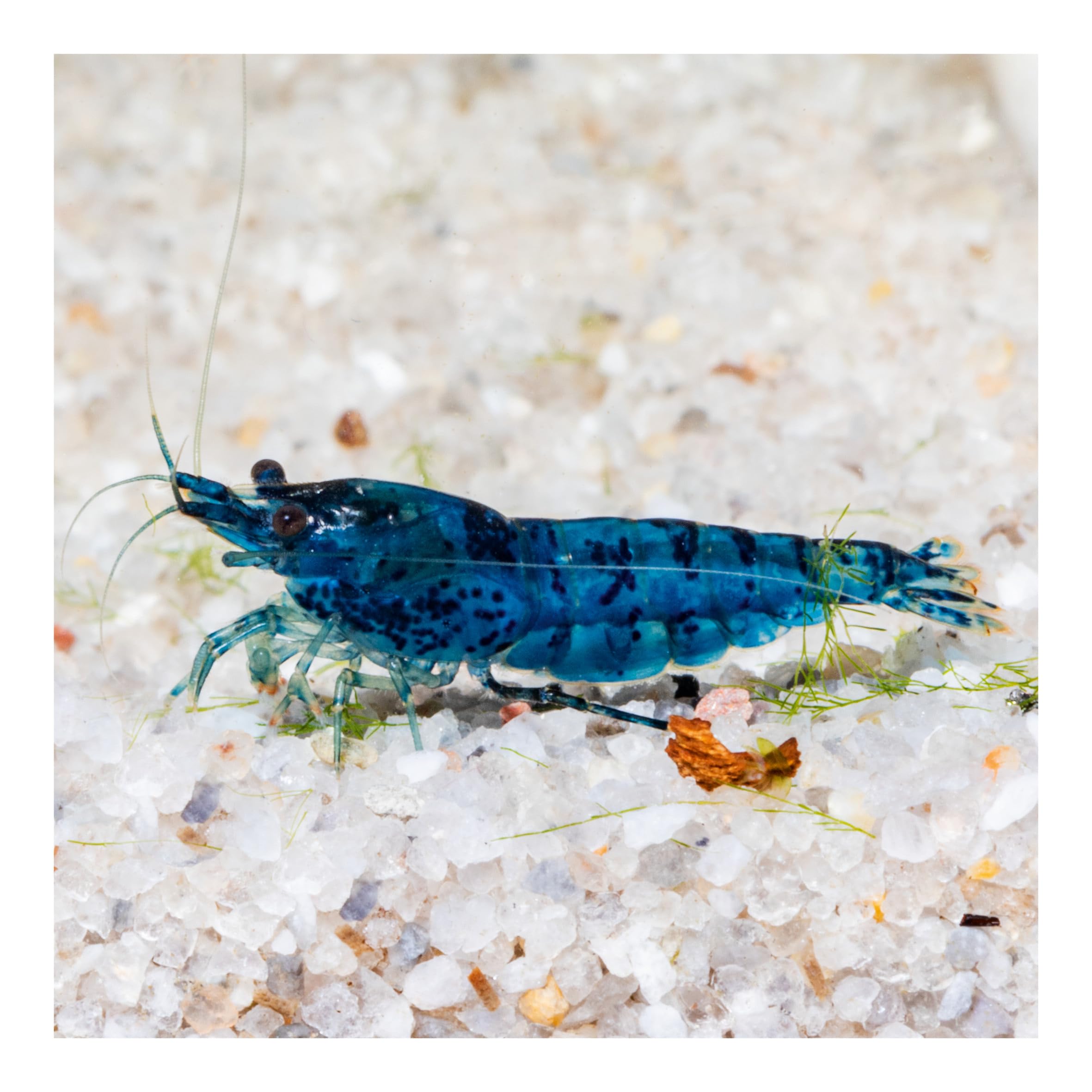10 x Blue Velvet Zwerggarnele, Blaue Garnele Neocaridina davidi