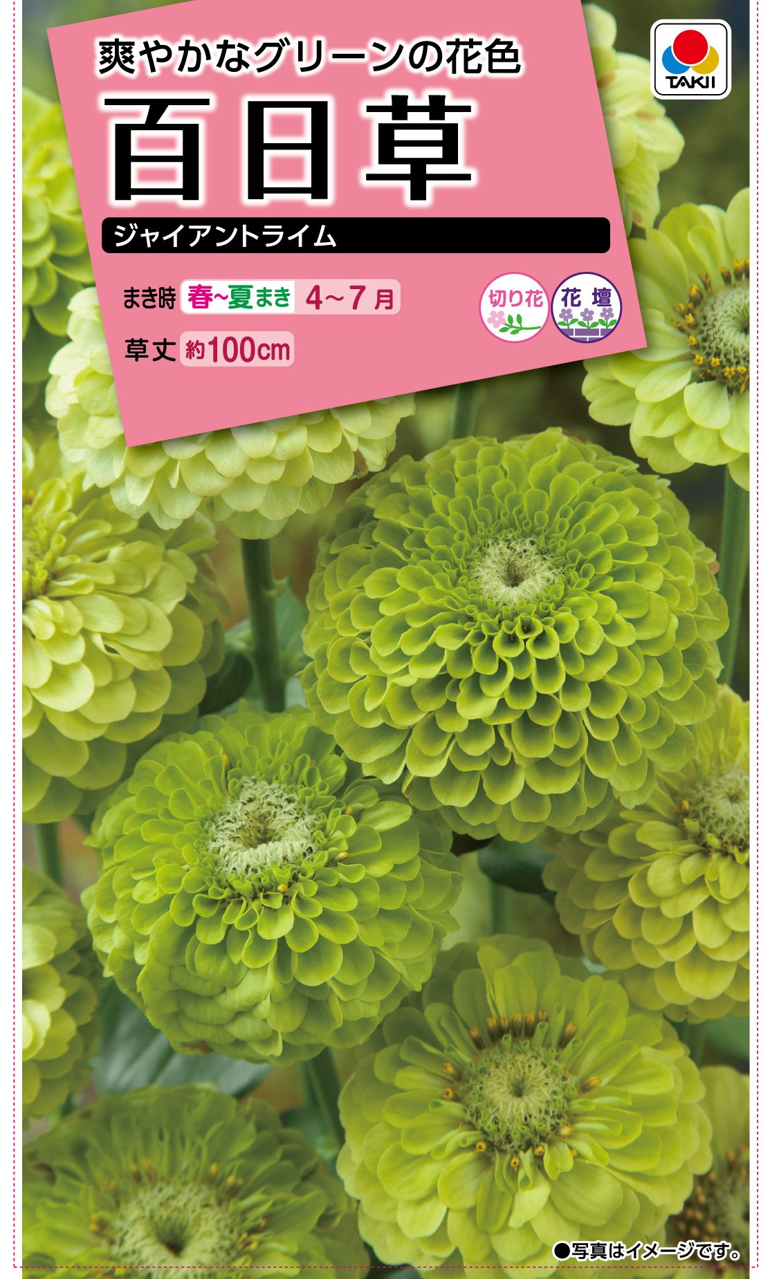 タキイ種苗 百日草 ジャイアントライム