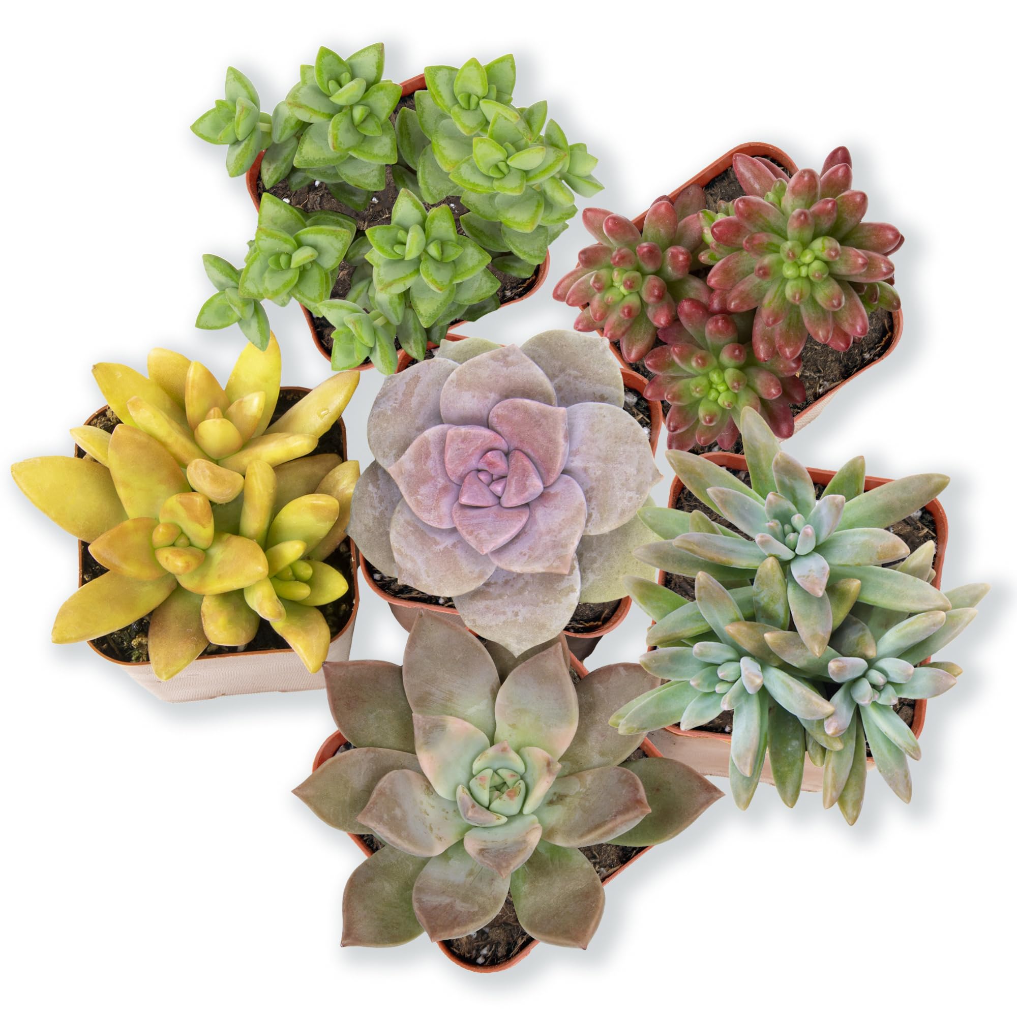 Altman Plants, Live Succulents Plants Live Houseplants (6PK), Succulents Live Plants Live House Plants Indoors Live, Live Cactus Plants Live Cacti Succulent Plants Live Indoor Plants Live Houseplants