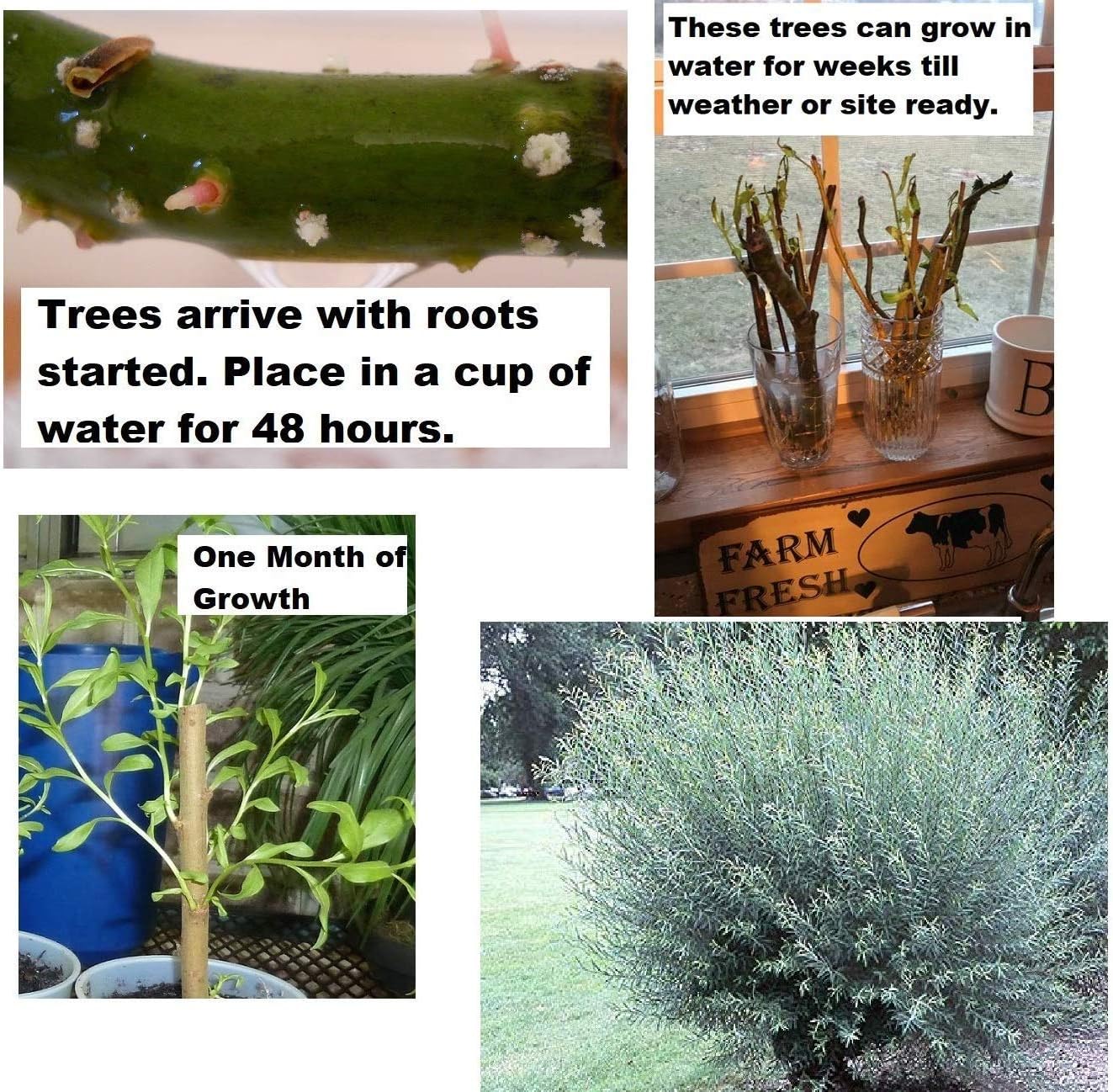 Árboles