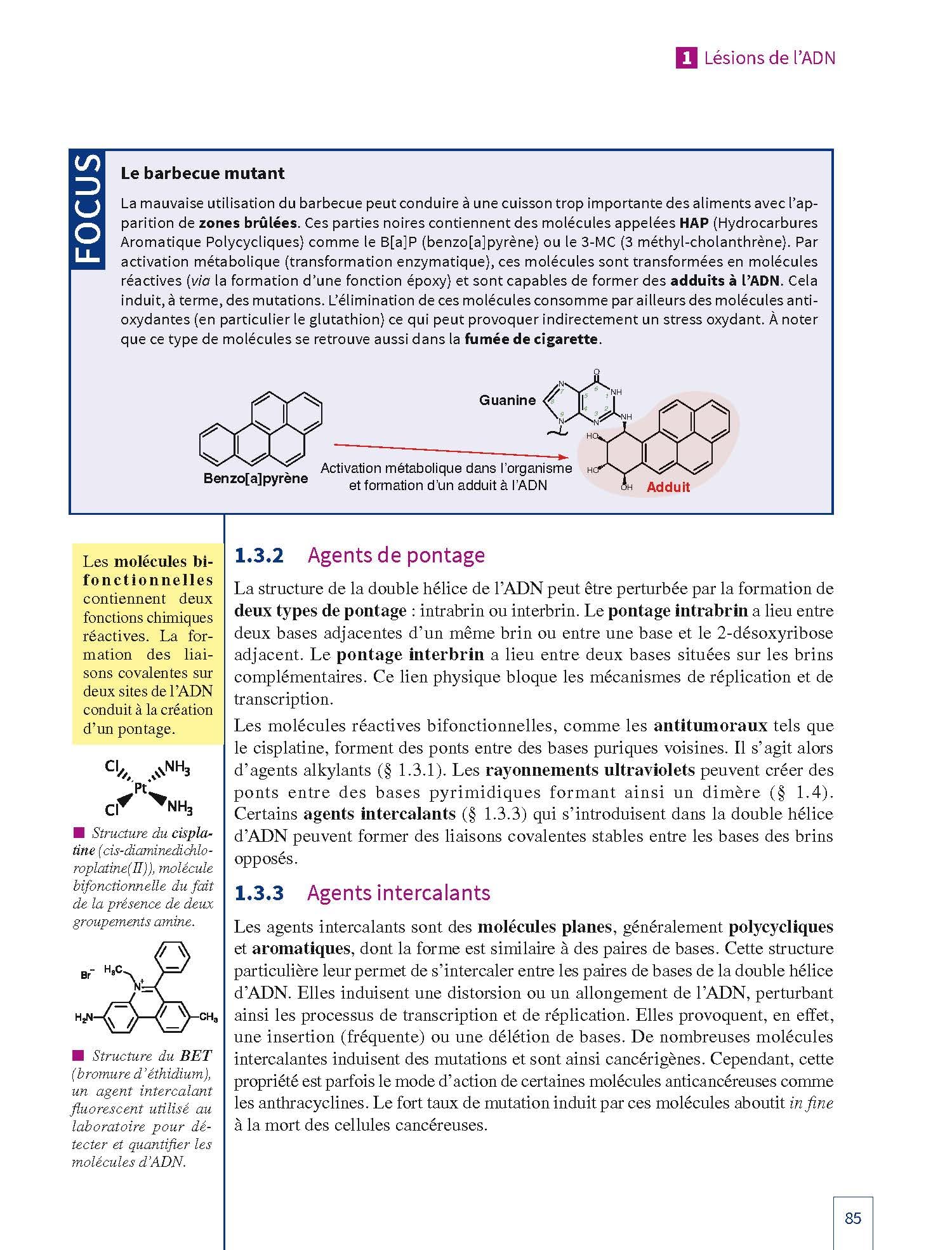 Biologie moléculaire: Les fondamentaux, Cours avec exemples concrets, 80 QCM et exercices corrigés