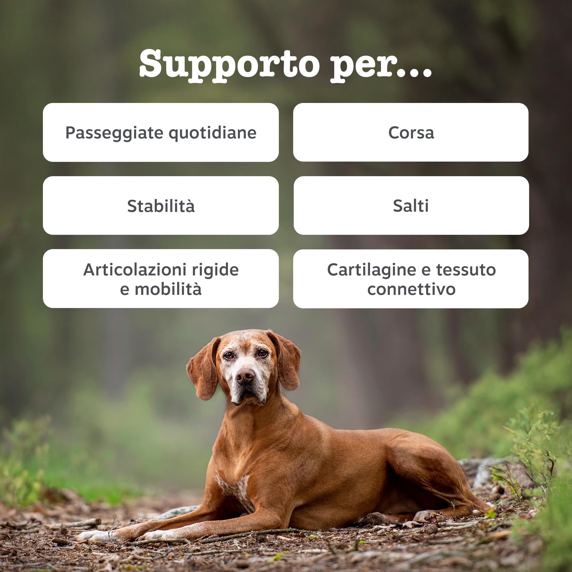 Zesty Paws Hip & Joint per Cani – Supporto Mobilità, Flessibilità Articolare, Articolazioni Rigide e Cartilagine – con Glucosamina, Condroitina e Cozza Verde – 90 Bocconcini
