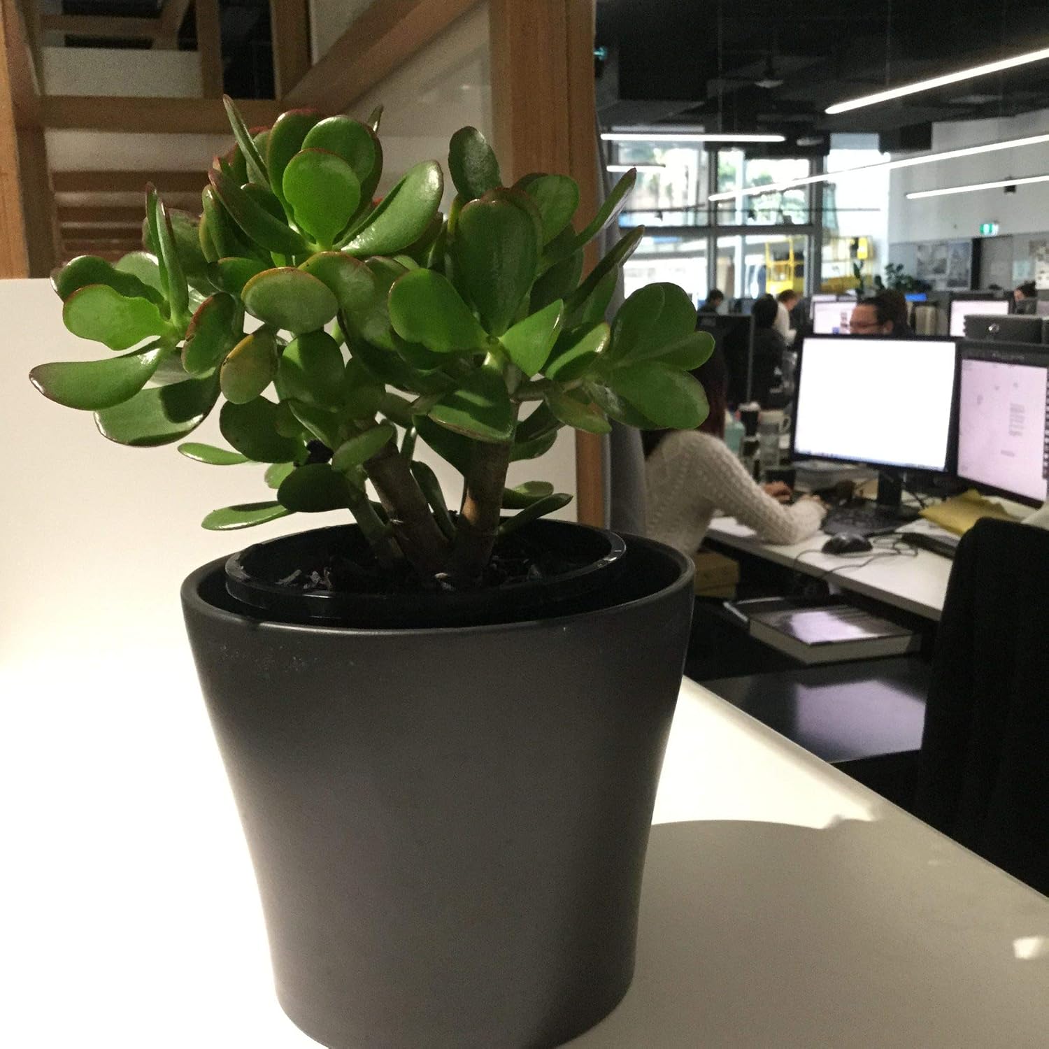 Jade Plant - 3 Live Plants in 6 Inch Pots - Crassula Ovata - Beautiful and Unique Cactus Succulent