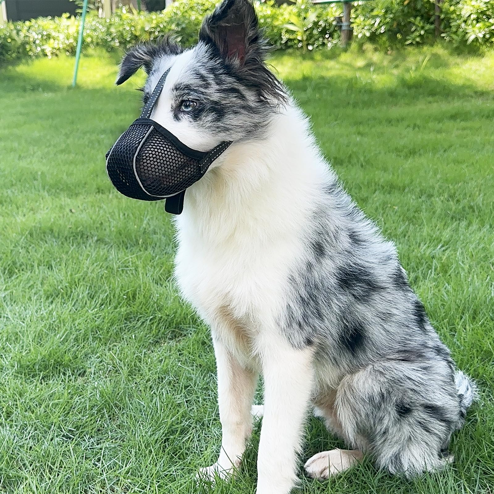 Muselière pour Chien Empêche de Mâcher/Manger/Mordre - Couvre Muselière Respirante, Réfléchissante et Ajustable - Anti Morsure (Noir-L)