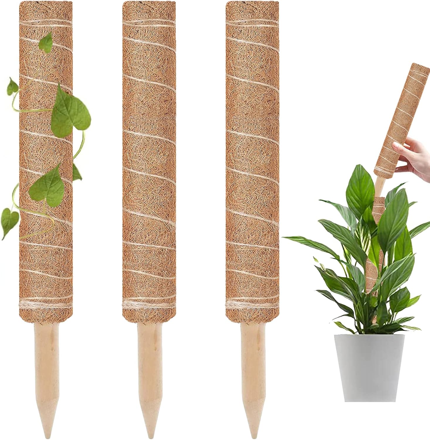 Canne Di Bambù Resistenti Per Piante | Supporti Da Giardino 60-180cm | Lotti Da 10 A 100 Pezzi | Spessore 8-12mm