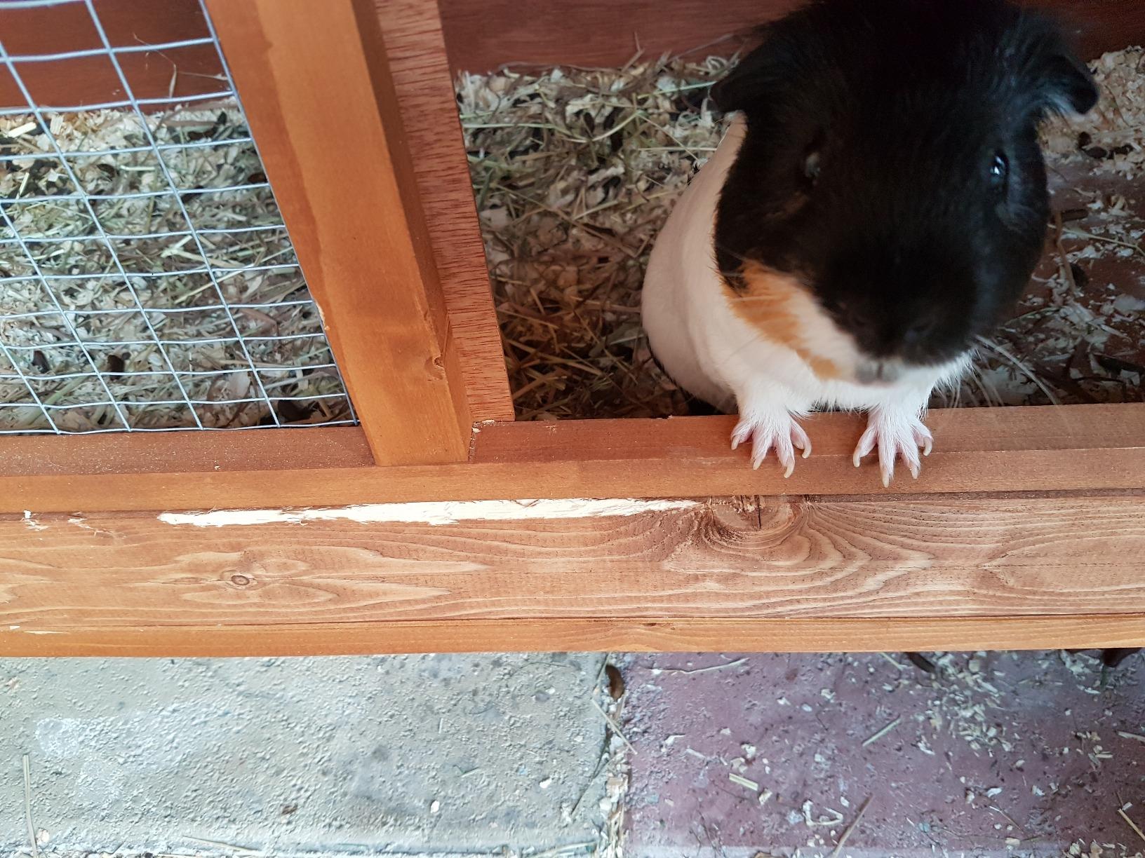 Rabbit Guinea Pig Chinchilla Hutch Cage Fully Assembled (4ft) Amazon